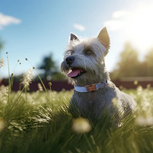 Paws Dog Collar Metal Buckle Blue Stripe Gift for Cute Dogs